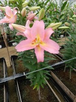 [4201 Fenice No01.JPG]